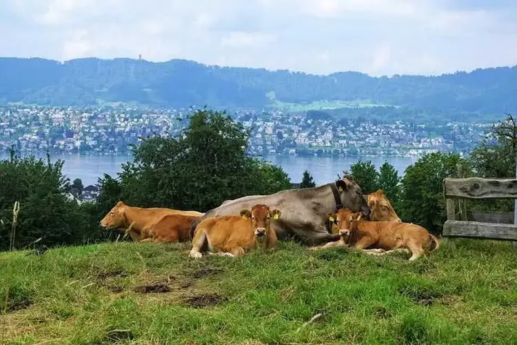Thalwil